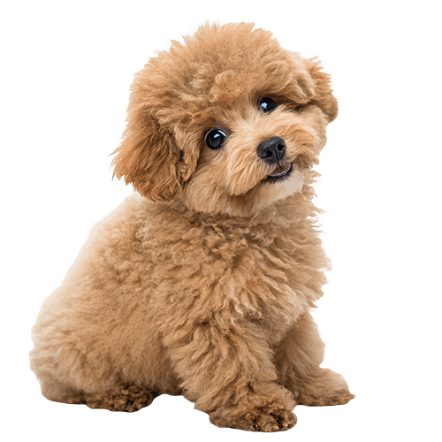 Dog graphics