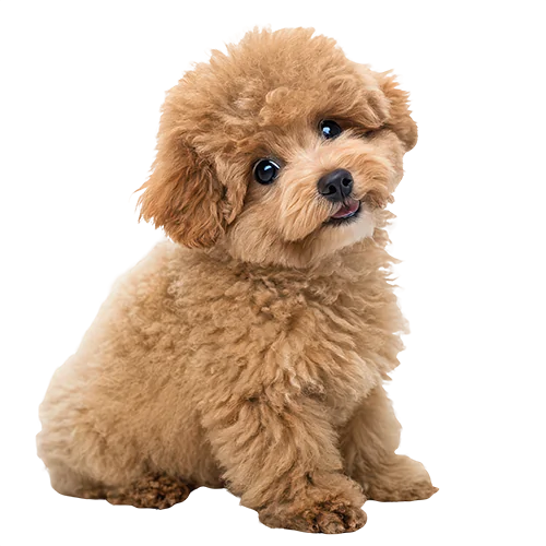 Dog graphics