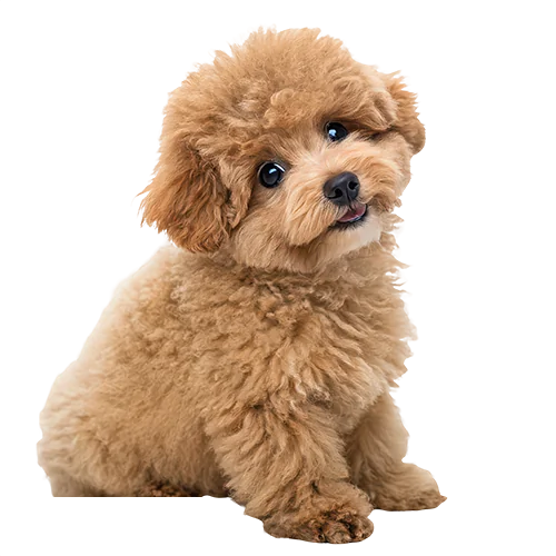 Dog graphics